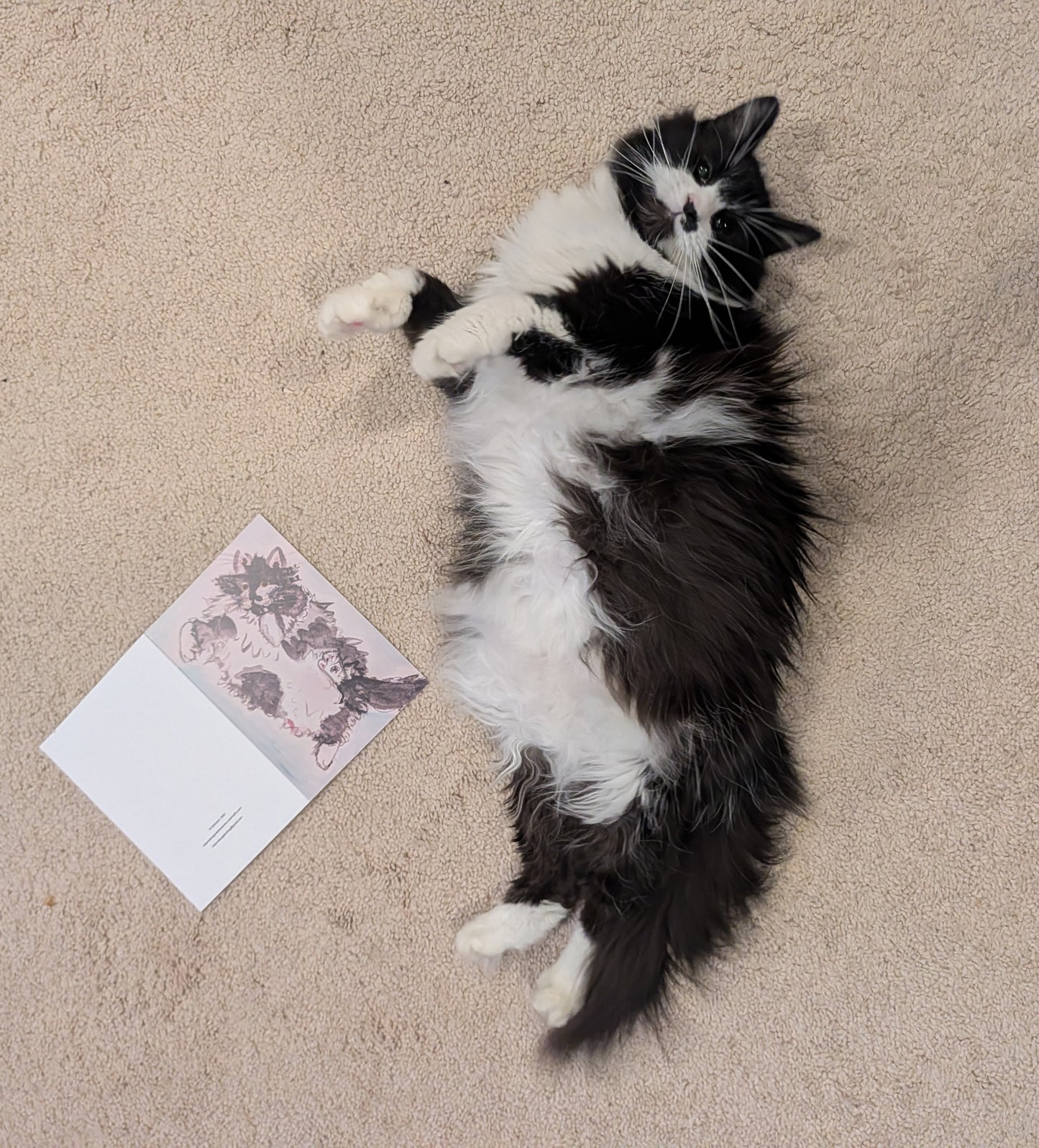 Belly Up! Greeting Card